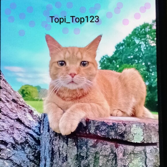 topi_top123